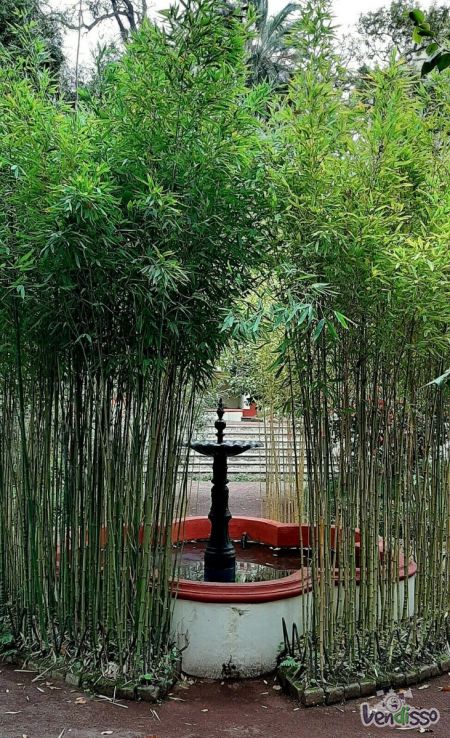 sementes de bambu - Bambusa arundinacea - 70 sementes