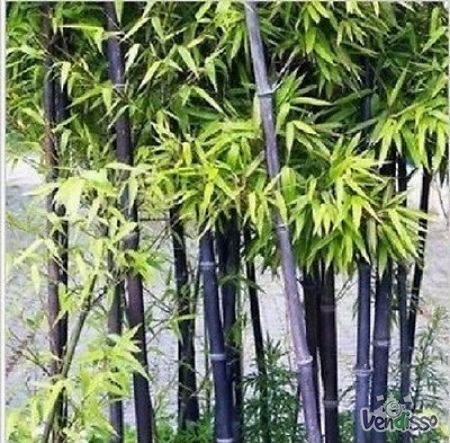 Bambu Multicolor - 25 sementes