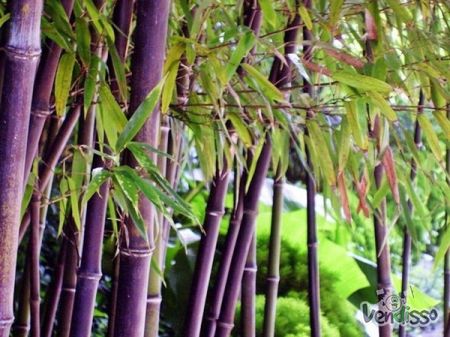 bambu roxo - Timor Bambusa lako - 10 sementes