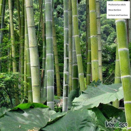 bambu moso gigante - pubescens Phyllostachys edulis - 10 sementes