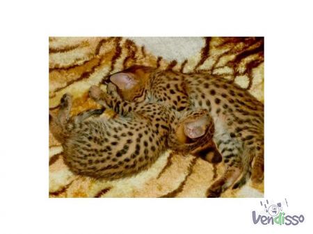 Serval e Savannah, gatos caracais disponíveis