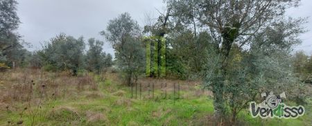 Terreno rústico com viabilidade construtiva em Vale do Grou