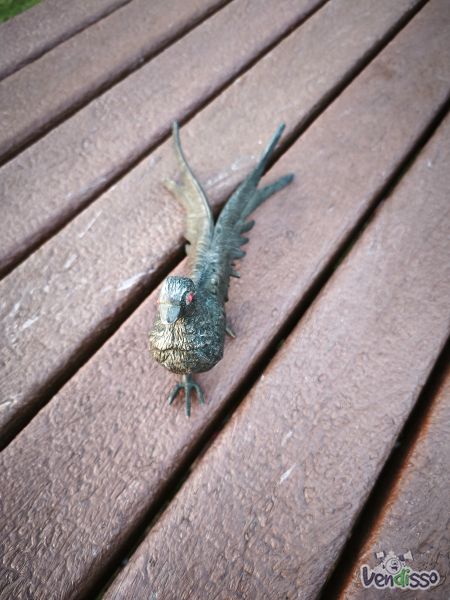 Faisão de colecção 