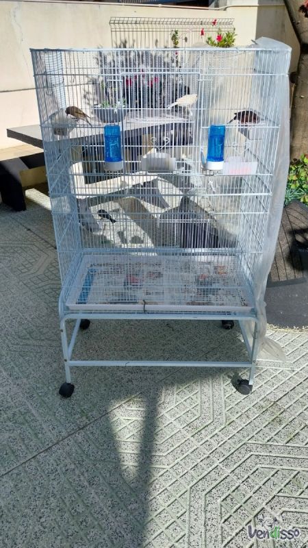 Tenho para venda gaiola com 4 aves