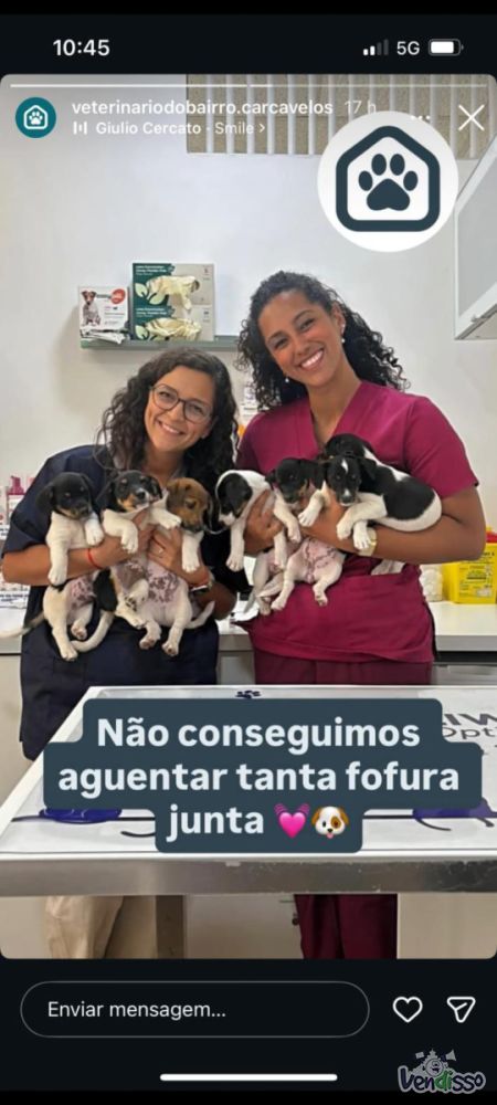 Cachorros Jack Russell Terrier